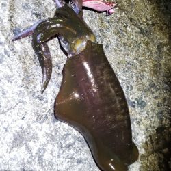 久しぶりのエギング❗