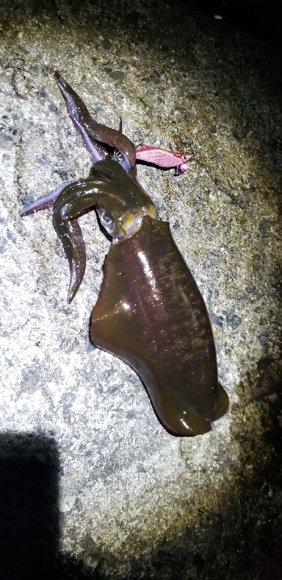 久しぶりのエギング❗