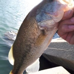 川辺ワンド攻略！！