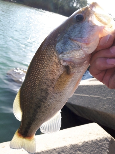 川辺ワンド攻略！！