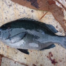 爆風の隠岐の島