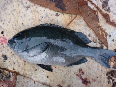 爆風の隠岐の島