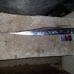 タチウオと大サバ