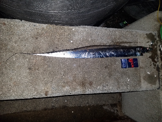 タチウオと大サバ