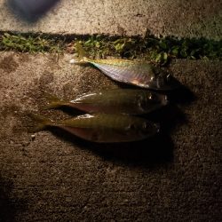 アジング夜の部