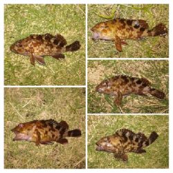 アジンガー1850〜1935 2105〜2155