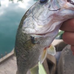 紀の川川辺ワンド釣行