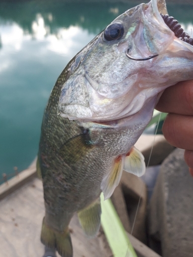 紀の川川辺ワンド釣行