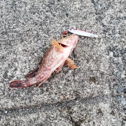 タチウオ、ガシラ