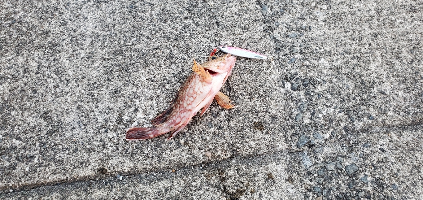 タチウオ、ガシラ