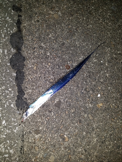 タチウオ宮崎港