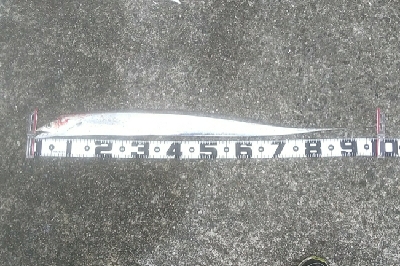 この時期にやっとタチウオ勢いづく