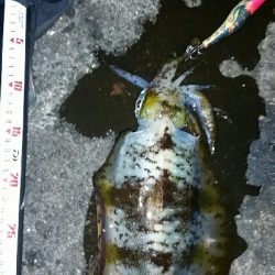 時合い狙いで。