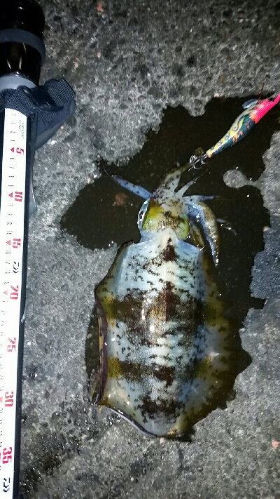 時合い狙いで。