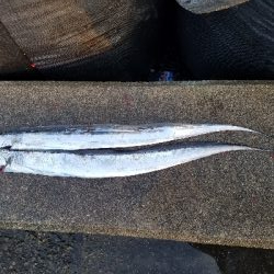 タチウオからの青物