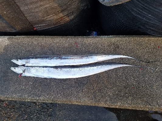 タチウオからの青物