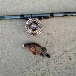 チビカサゴ大漁