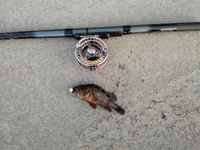 チビカサゴ大漁