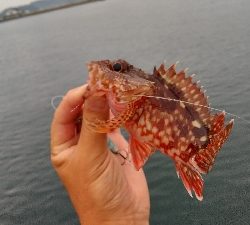 2019年11月3日釣行in唐津方面