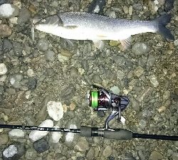 リバーシーバス