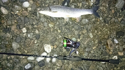 リバーシーバス