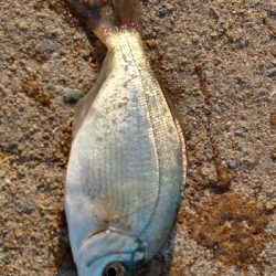 2019年11月30日釣行in姪浜漁港周辺