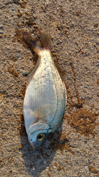 2019年11月30日釣行in姪浜漁港周辺