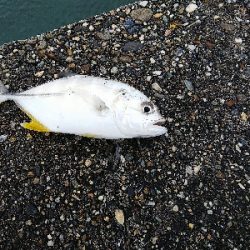 メッキシーズン終盤