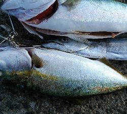 ハマチ２匹と太刀魚1匹