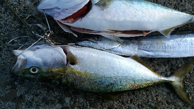 ハマチ２匹と太刀魚1匹