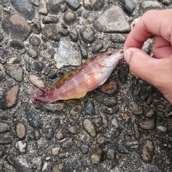 須崎漁港フカセ