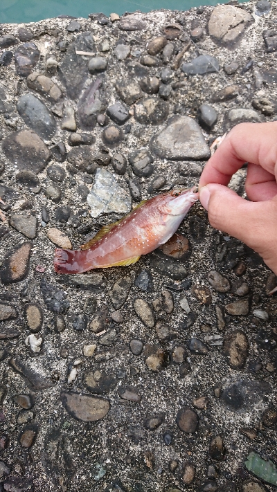 須崎漁港フカセ