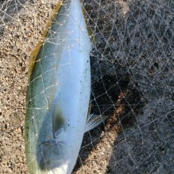 2日連続サヨリフィーバー