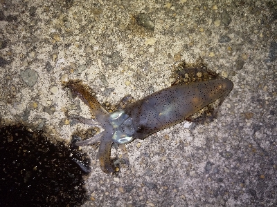 ライトエギングでまさかの…