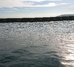 コフダイの当たり無し