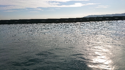 コフダイの当たり無し