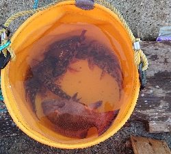 五目釣りとコフダイ釣り