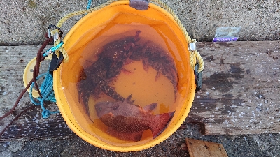 五目釣りとコフダイ釣り