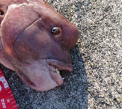 コフダイ釣り2年ぶりの70センチ超