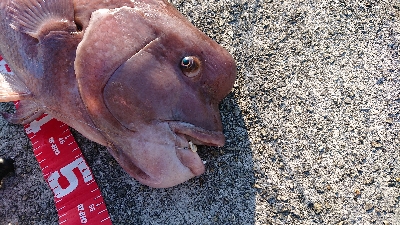 コフダイ釣り2年ぶりの70センチ超