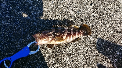 リベンジ釣行！in 田辺