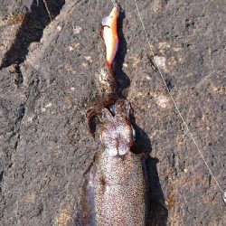 今年初ヤエンするも…