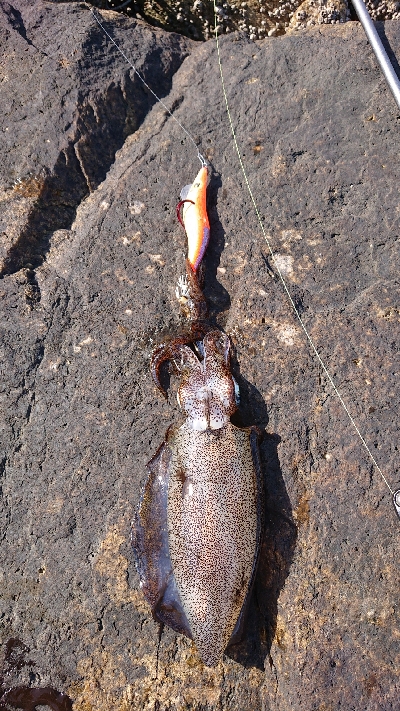 今年初ヤエンするも…