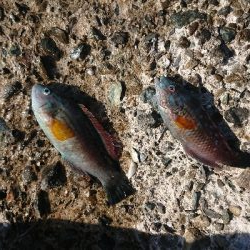 日帰り旅行ついでに