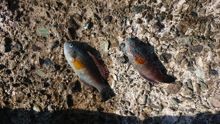 日帰り旅行ついでに