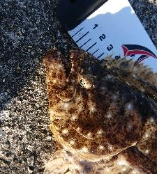 カレイじゃなく!?