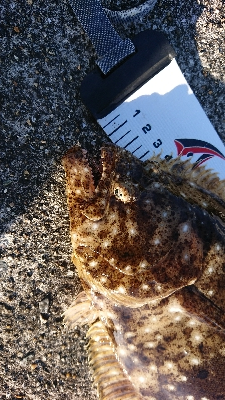 カレイじゃなく！？