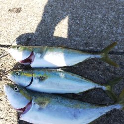 青物は相変わらず好調タチウオ不調