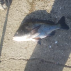 太刀魚終わり？