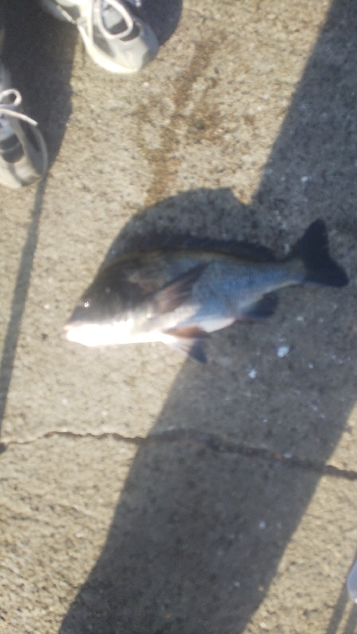 太刀魚終わり？